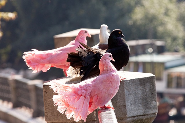 的退赛事件 的退赛事件